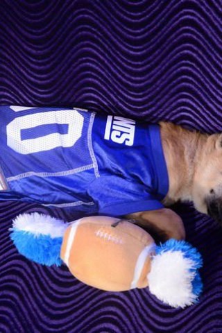 Stern Staff Super Bowl Predictions