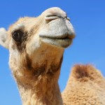 War Over the ‘Camel-Flage’ Patent