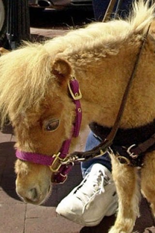 Man Admits to Banging a Miniature Horse 3 Times