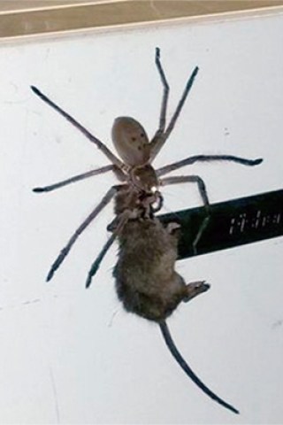 Giant Australian Spider Drags Around Dead Mouse