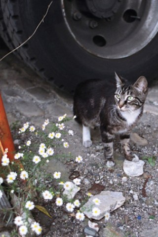 Feral Cats Tasked With Hunting New York's Rats