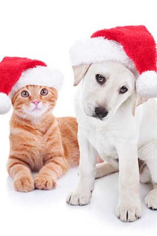 Over 250 Cats & Dogs Rescued From Shelter