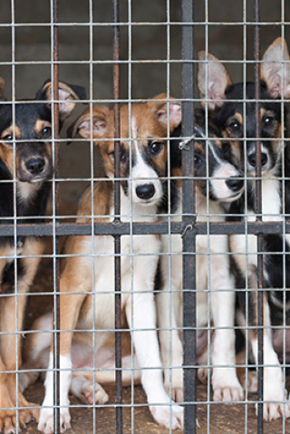 Help Animal League End the Yulin Dog Meat Festival
