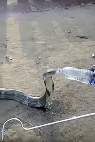 Parched King Cobra Politely Sips From Water Bottle