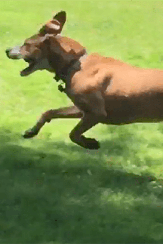 Watch Gary's Dog Riley Play With His Deer Friend