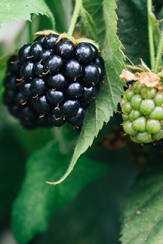 Howard and Jimmy Kimmel Go Blackberry Picking