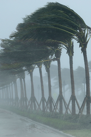 Bobo, Wendy the Slow Adult Ride Out Hurricane Irma