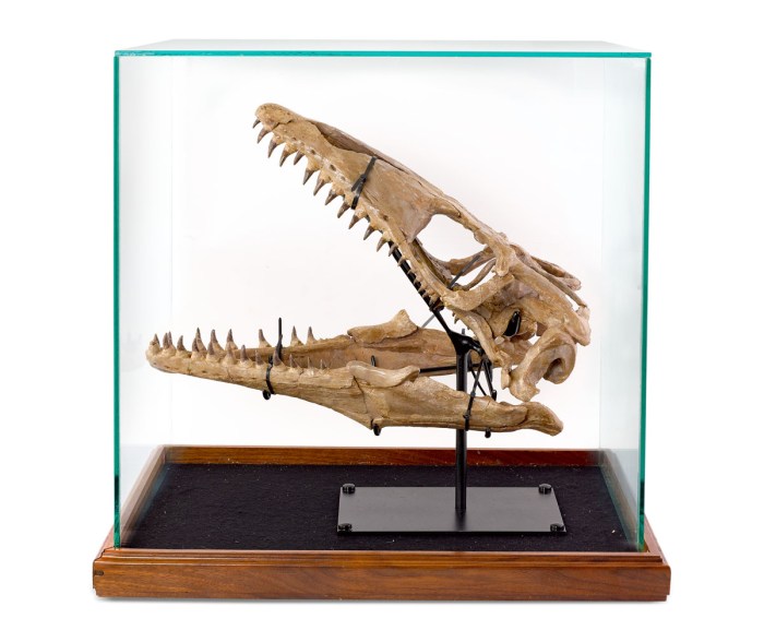 The dinosaur skull Russell Crowe sold at auction, originally purchased from Leonardo DiCaprio