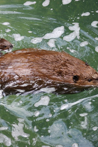 Memet Lobbies to Have a Beaver Named After Him
