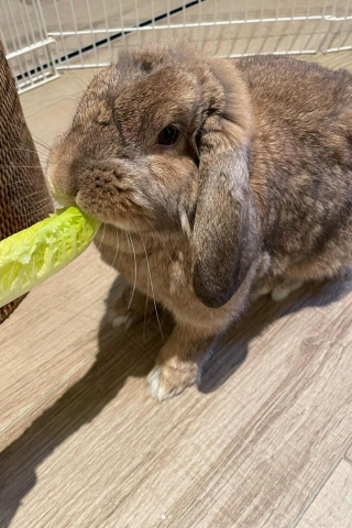 Read about Howard and Beth Now Have a Pet Rabbit