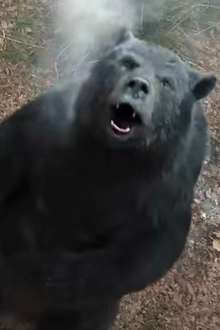 A Doped-Up Bear Goes on a Rampage in New Trailer