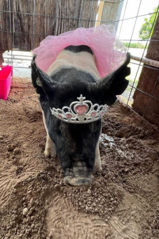 Read about Howard Gives Sad Update on Bella the Pig